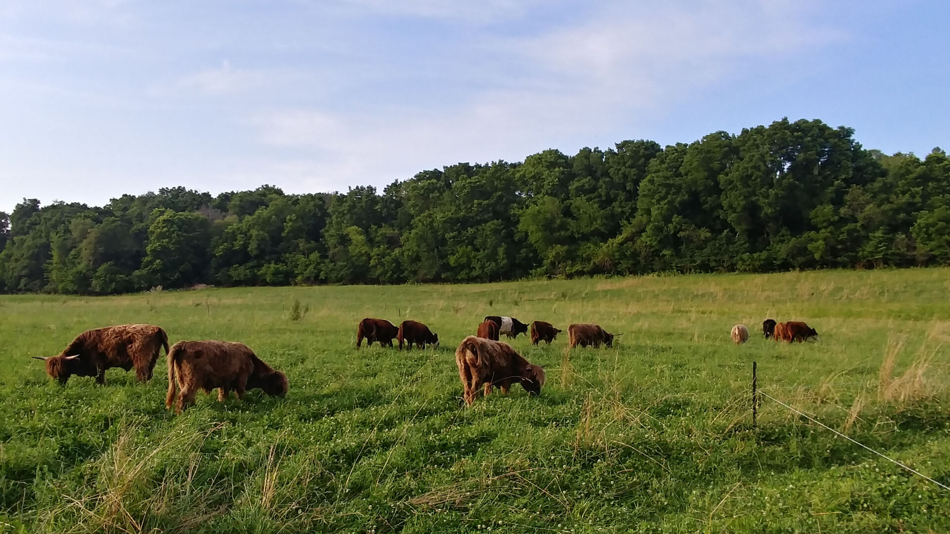 animals at Homestead Wisconsin